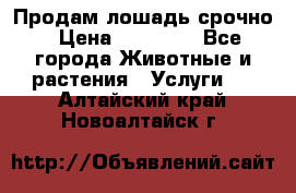 Продам лошадь срочно › Цена ­ 30 000 - Все города Животные и растения » Услуги   . Алтайский край,Новоалтайск г.